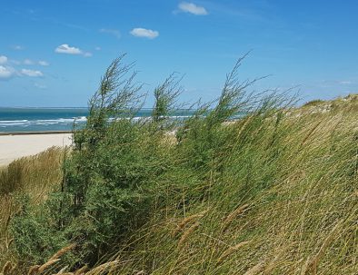 Plage proche centre